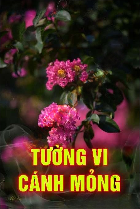 Tường Vi Cánh Mỏng