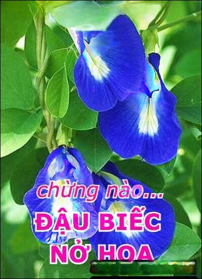 Chừng Nào Đậu Biếc Nở Hoa