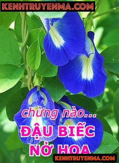Chừng Nào Đậu Biếc Nở Hoa