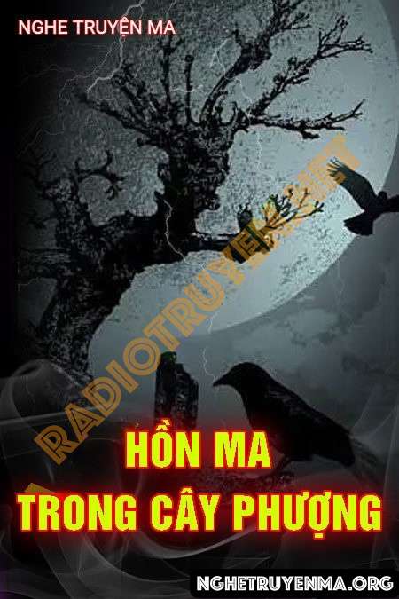 Hồn Ma Trong Cây Phượng